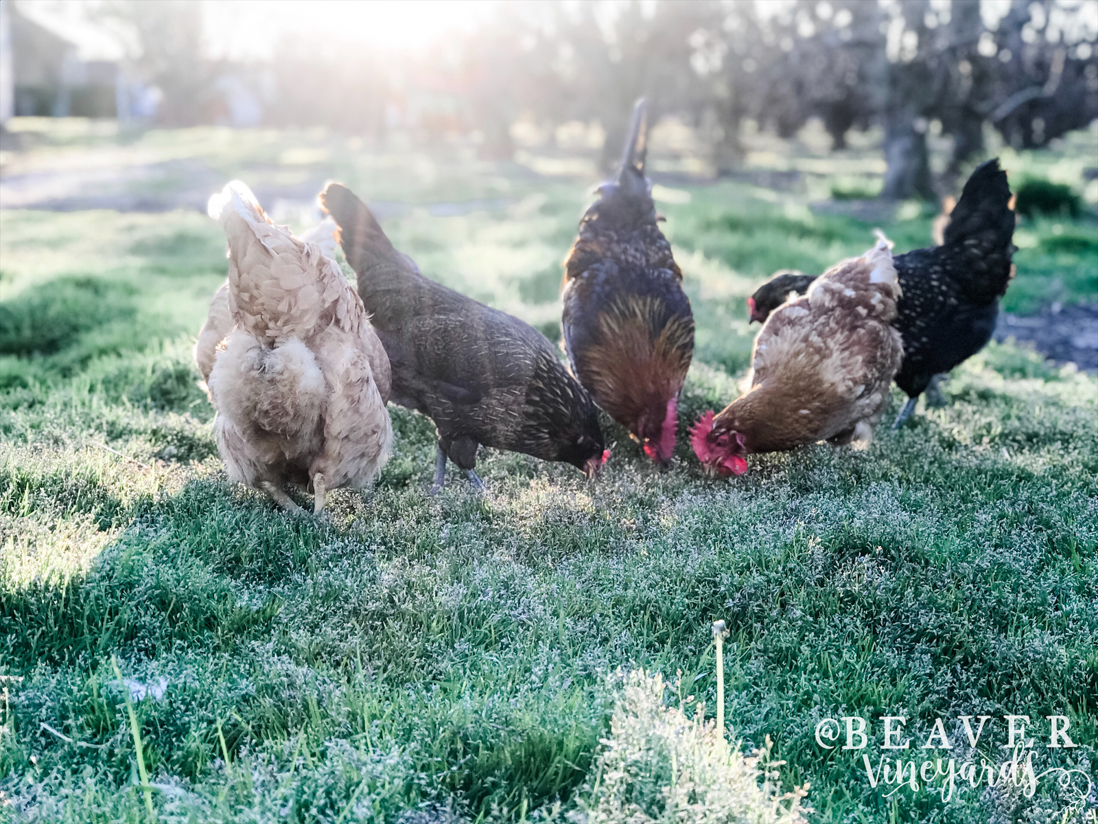 Marek's Disease Pt 1