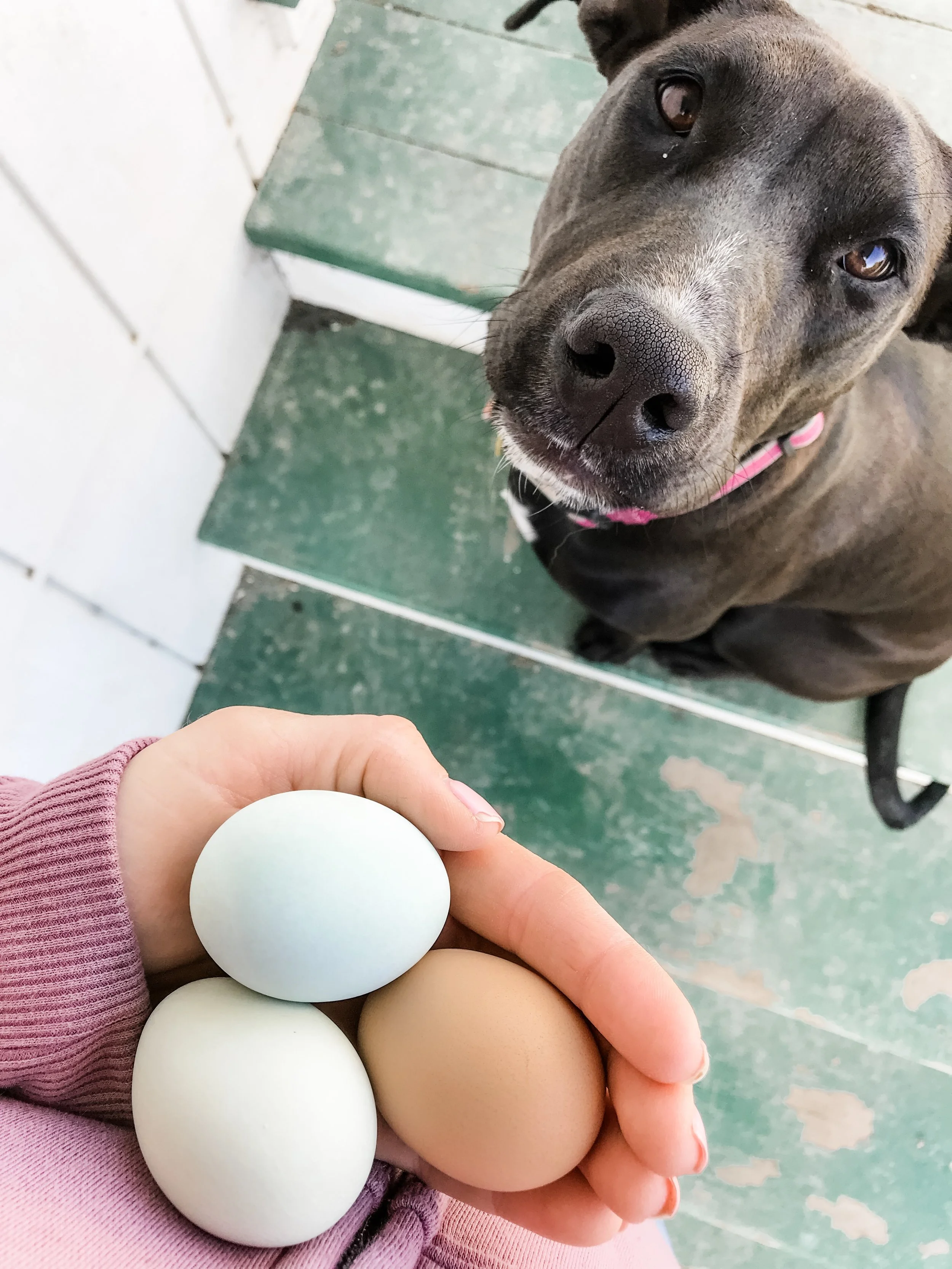 Egg Shells for Calcium