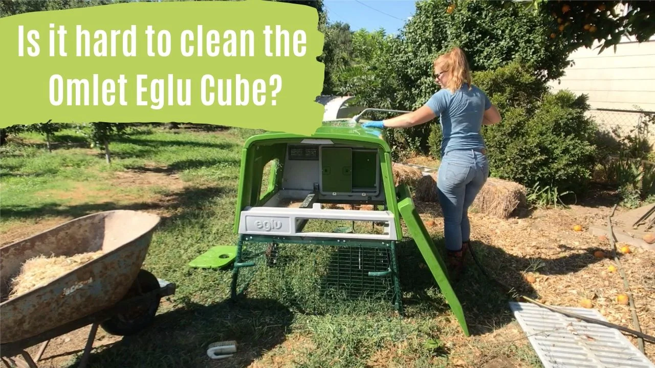 Cleaning The Omlet Eglu Cube