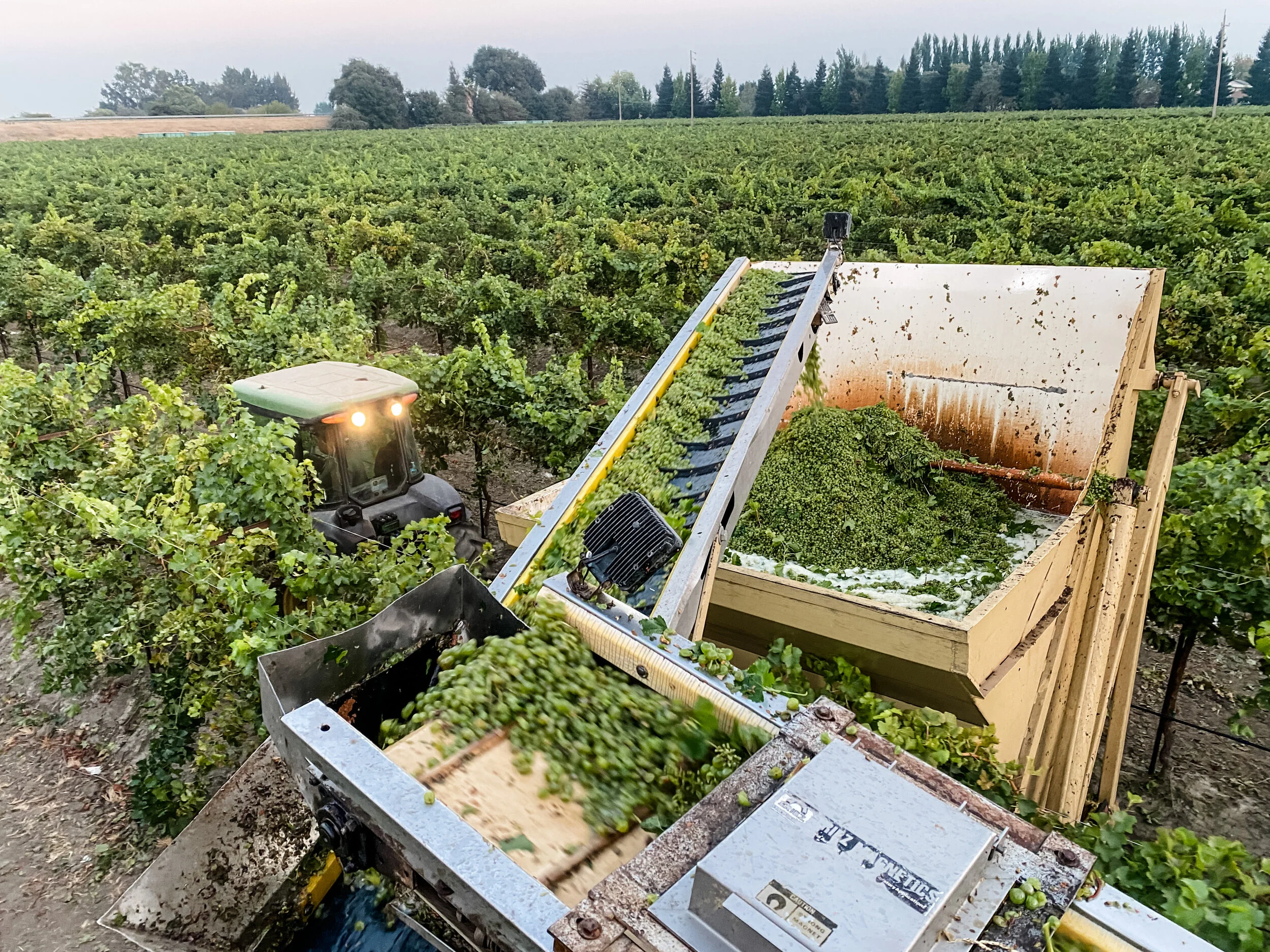 My First Grape Harvest