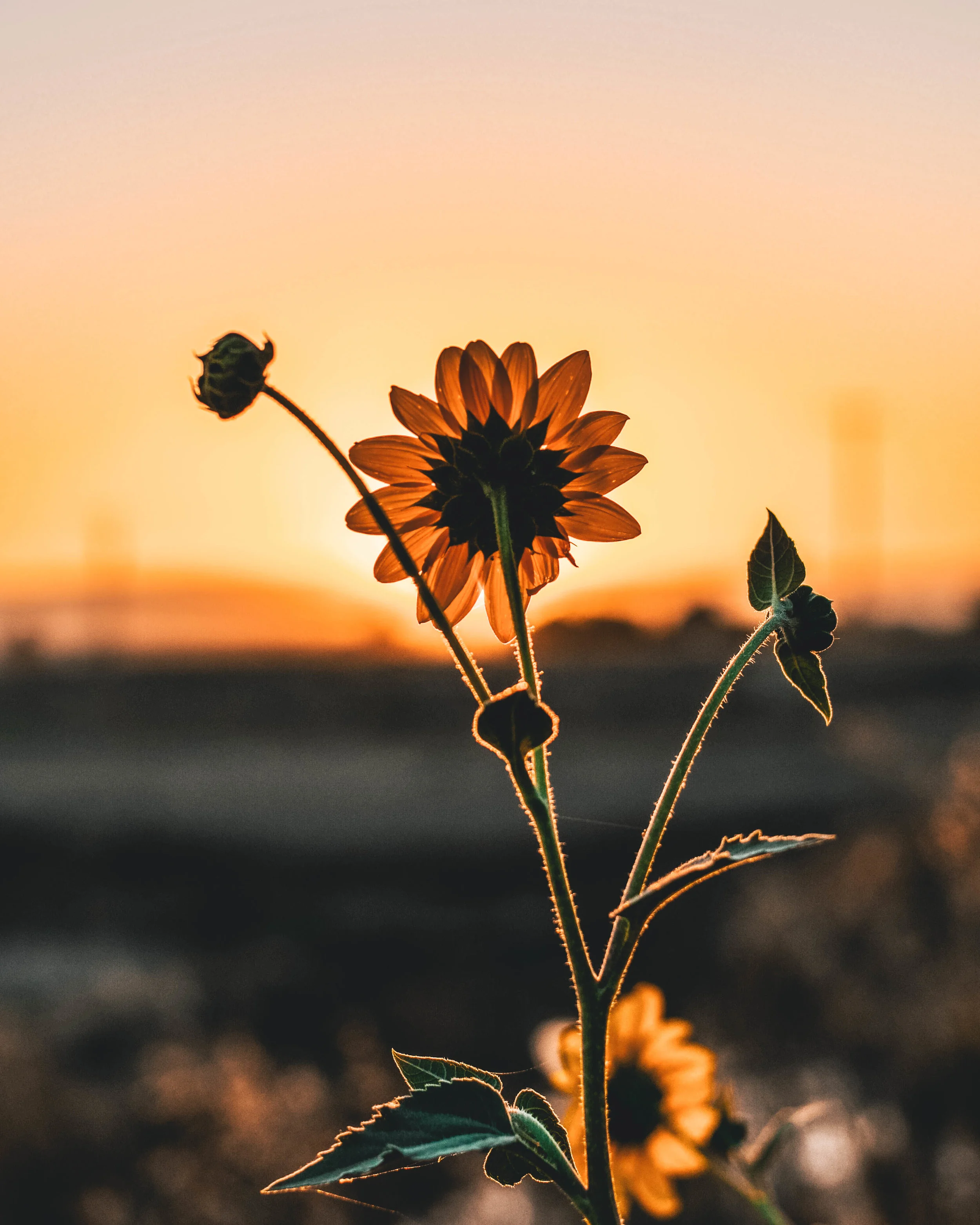California, USA