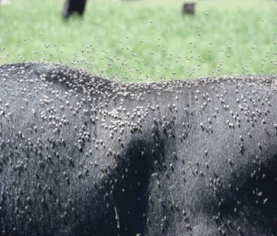This photo from the University of Wyoming shows hundreds of horn flies on an animal each after a bite of blood. Photo: University of Wyoming