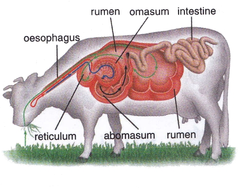 Digestive System in Ruminantia.jpg