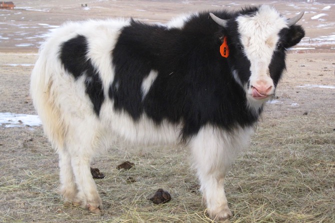 royal-yak-heifer_med.jpeg