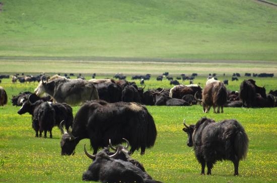 tibetan-nomadic-grassland.jpg