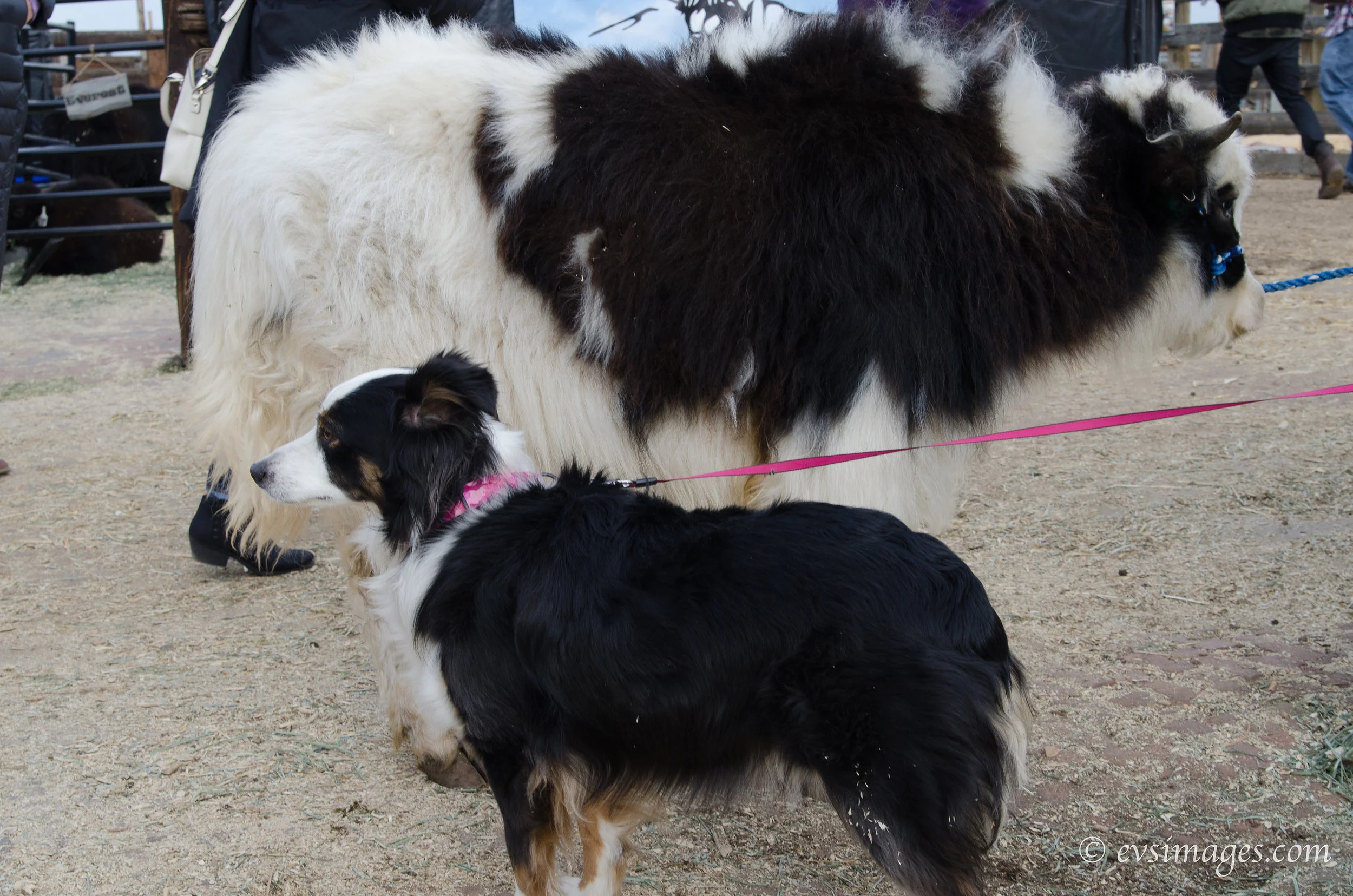 iyakstockshow2018-0323-X5.jpg