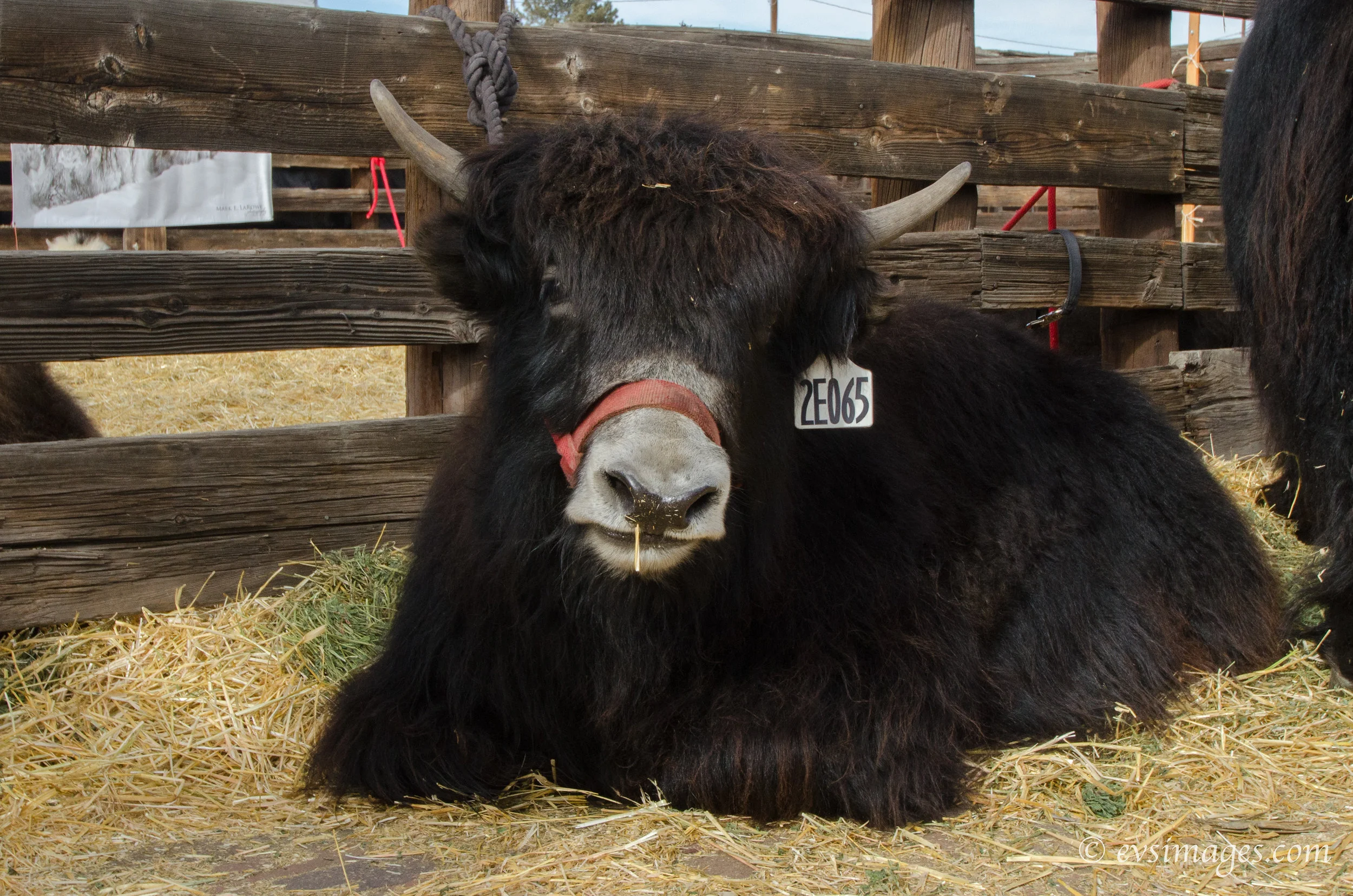 iyakstockshow2018-9215-X5.jpg