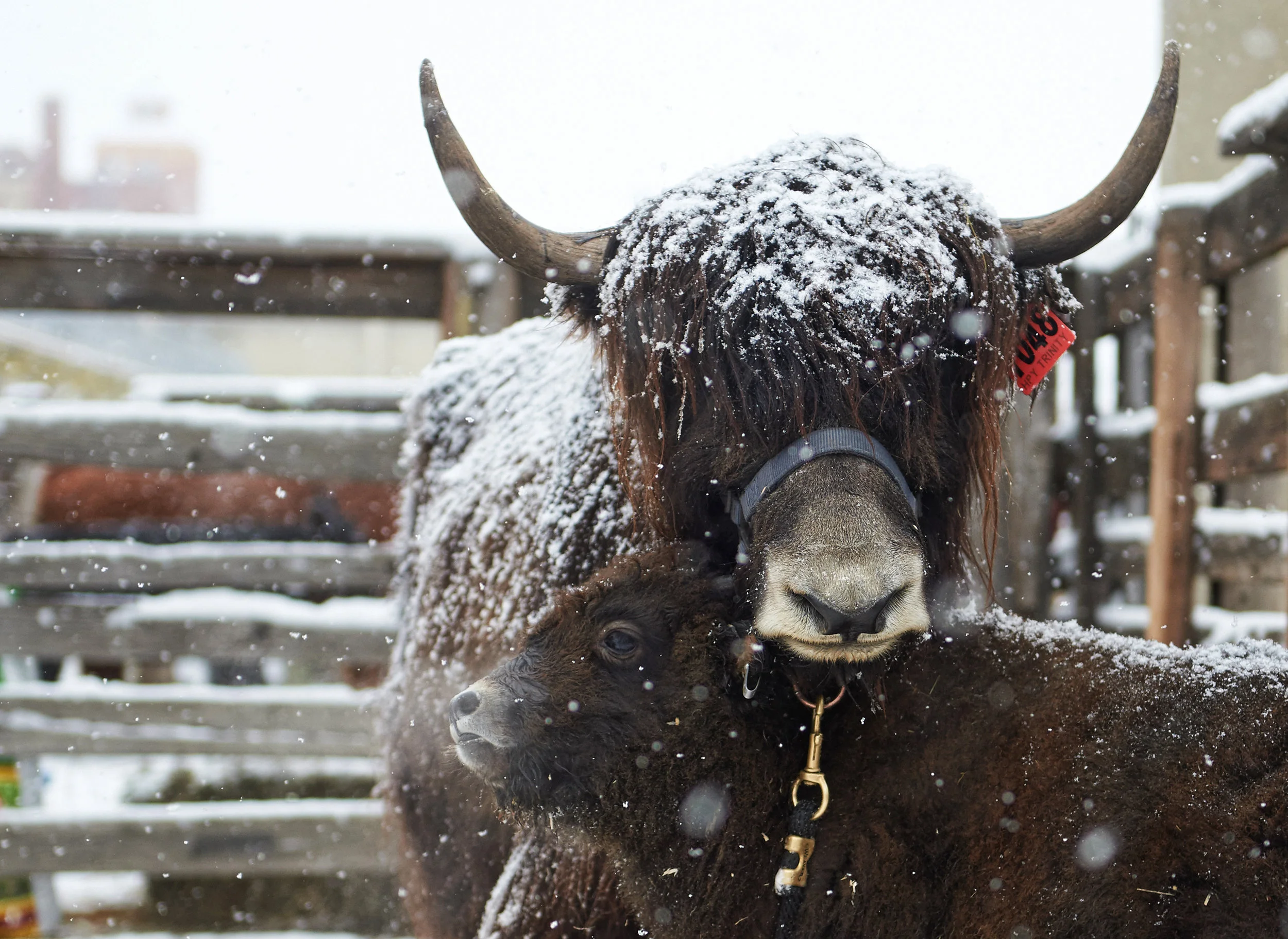 Photo from NWSS 2019 Website of IYAK pen show