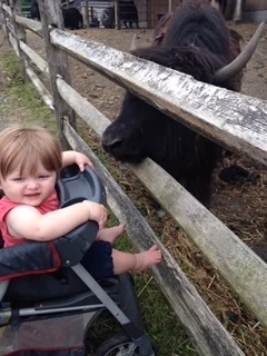 gray&yak.jpg