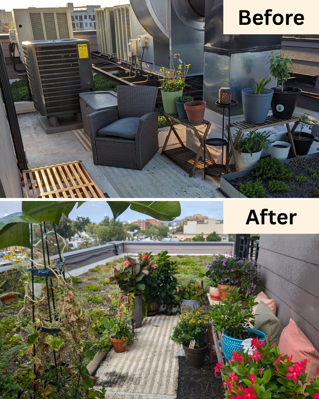 Rooftop Garden Install on H ST NE
