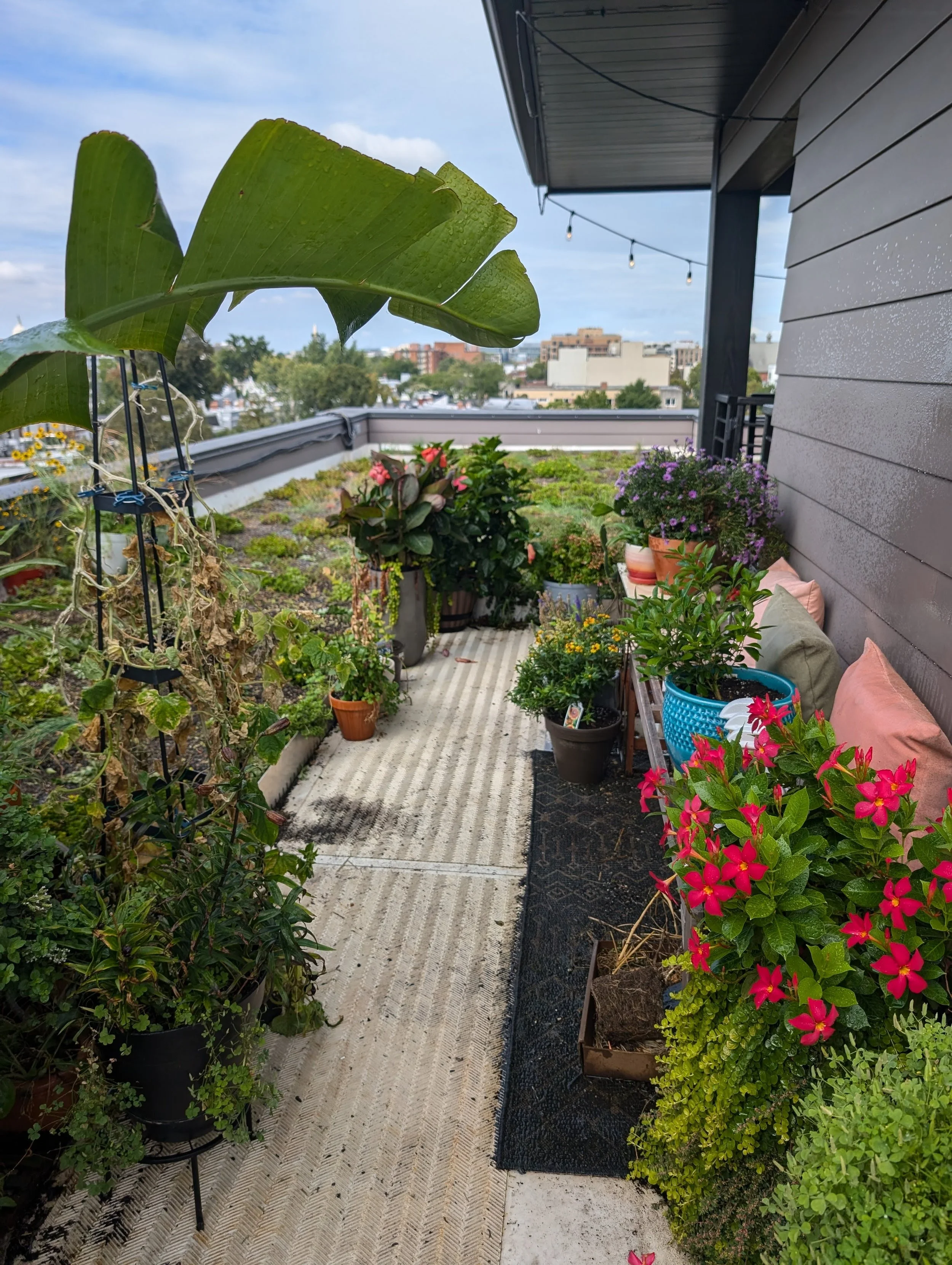 Rooftop Garden Install, H St NE
