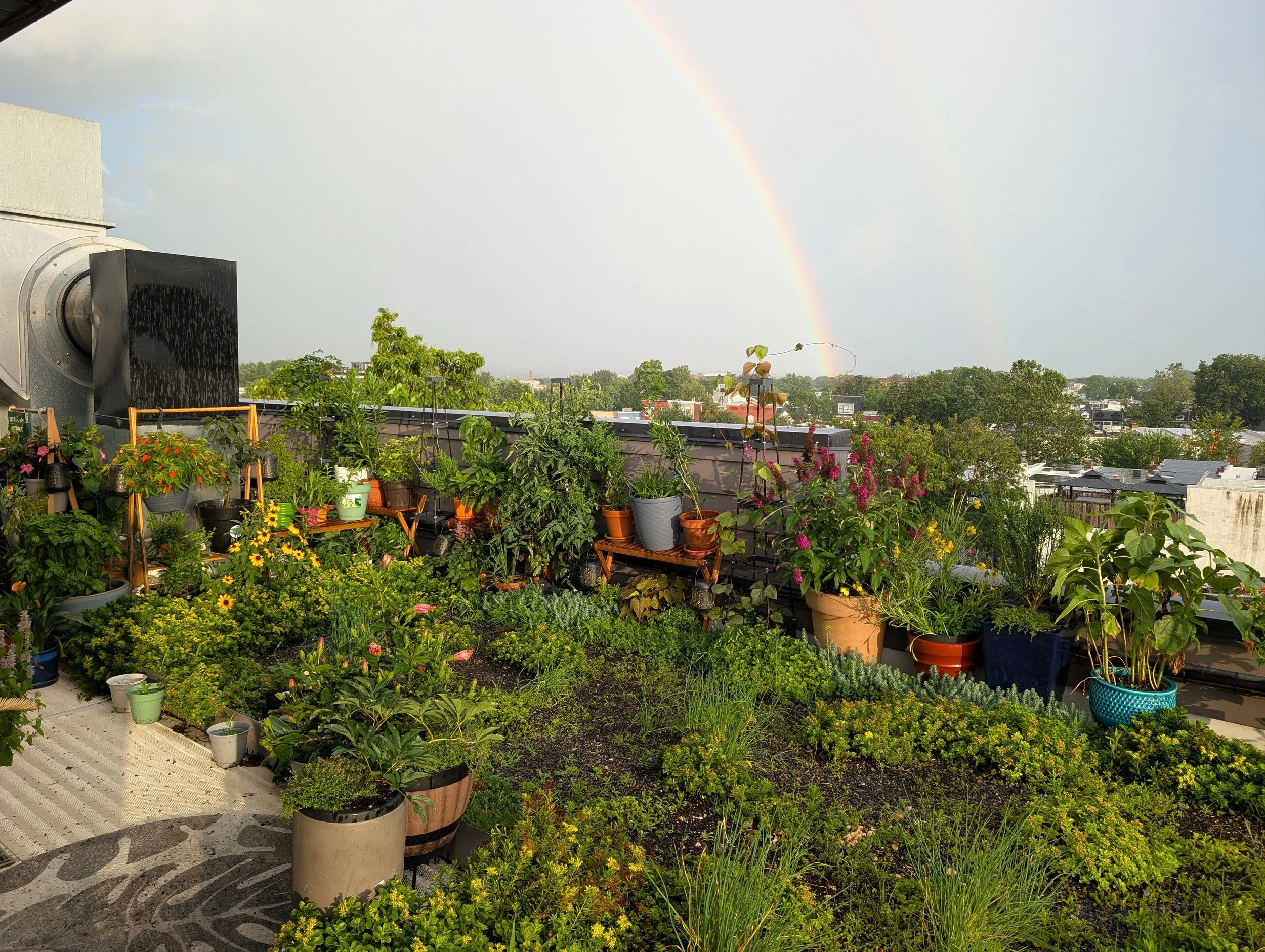 Rooftop Garden Install on H ST NE
