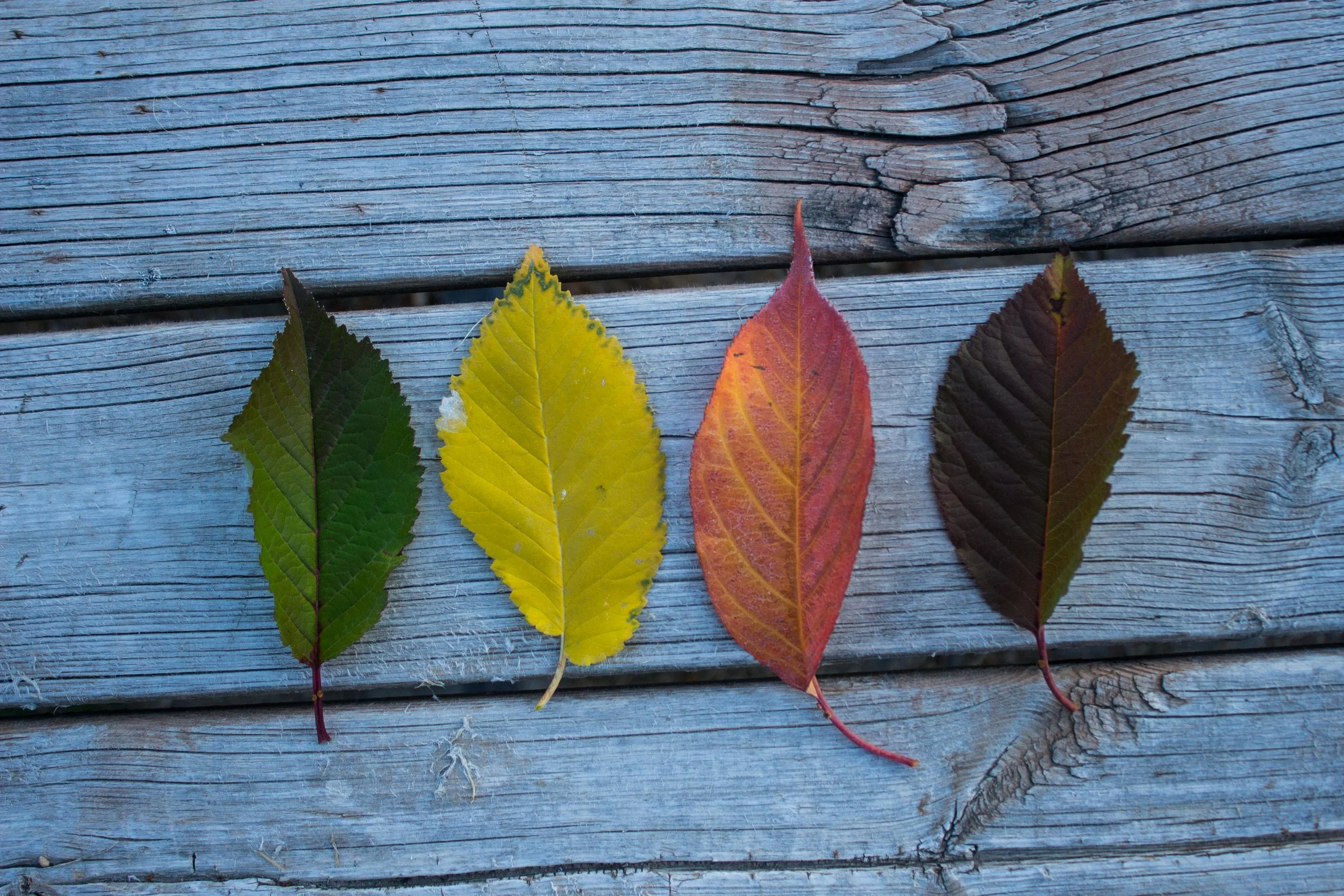 Meditation and Movement with Vivaldi's Four Seasons and Jenny Miner