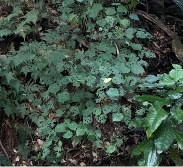 Harvesting Kawakawa Leaves by the Maramataka | Cosechando hojas de Kawakawa de acuerdo al calendario lunar Maramataka