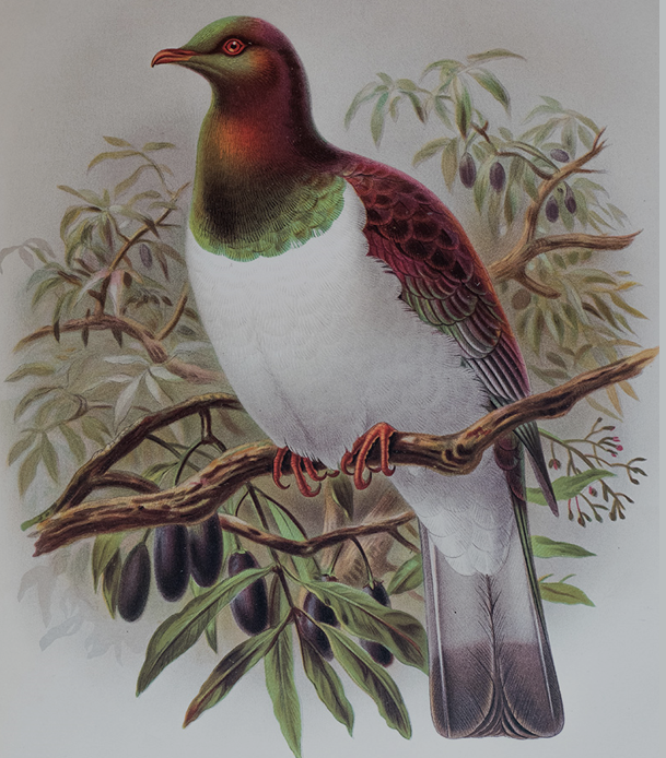 The Star Puanga and the Māori New Year | La estrella Puanga y el Año Nuevo maorí