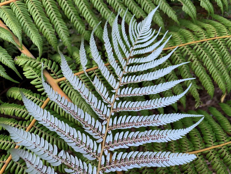 Never Lost by the Light of the Moon | Es imposible perderse bajo la luz de la Luna