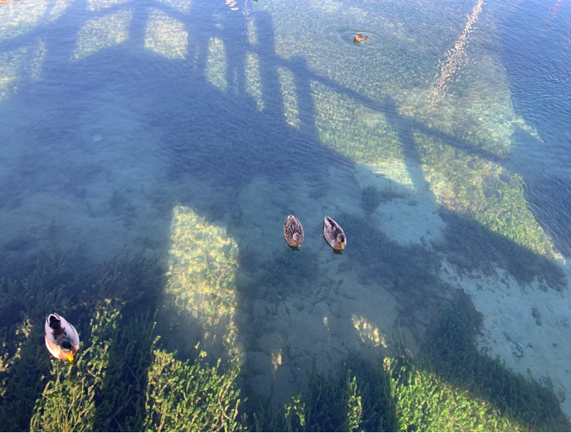 Toki with the Ducks | Toki con los patos