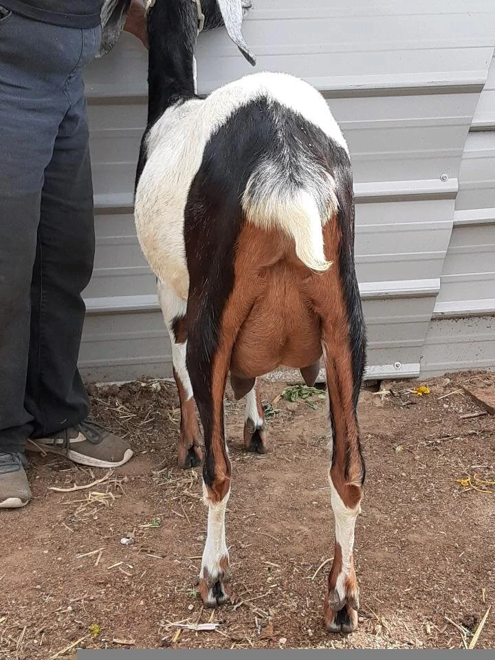 March's Brown udder.jpeg