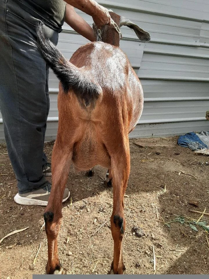 March's Brown udder.jpeg