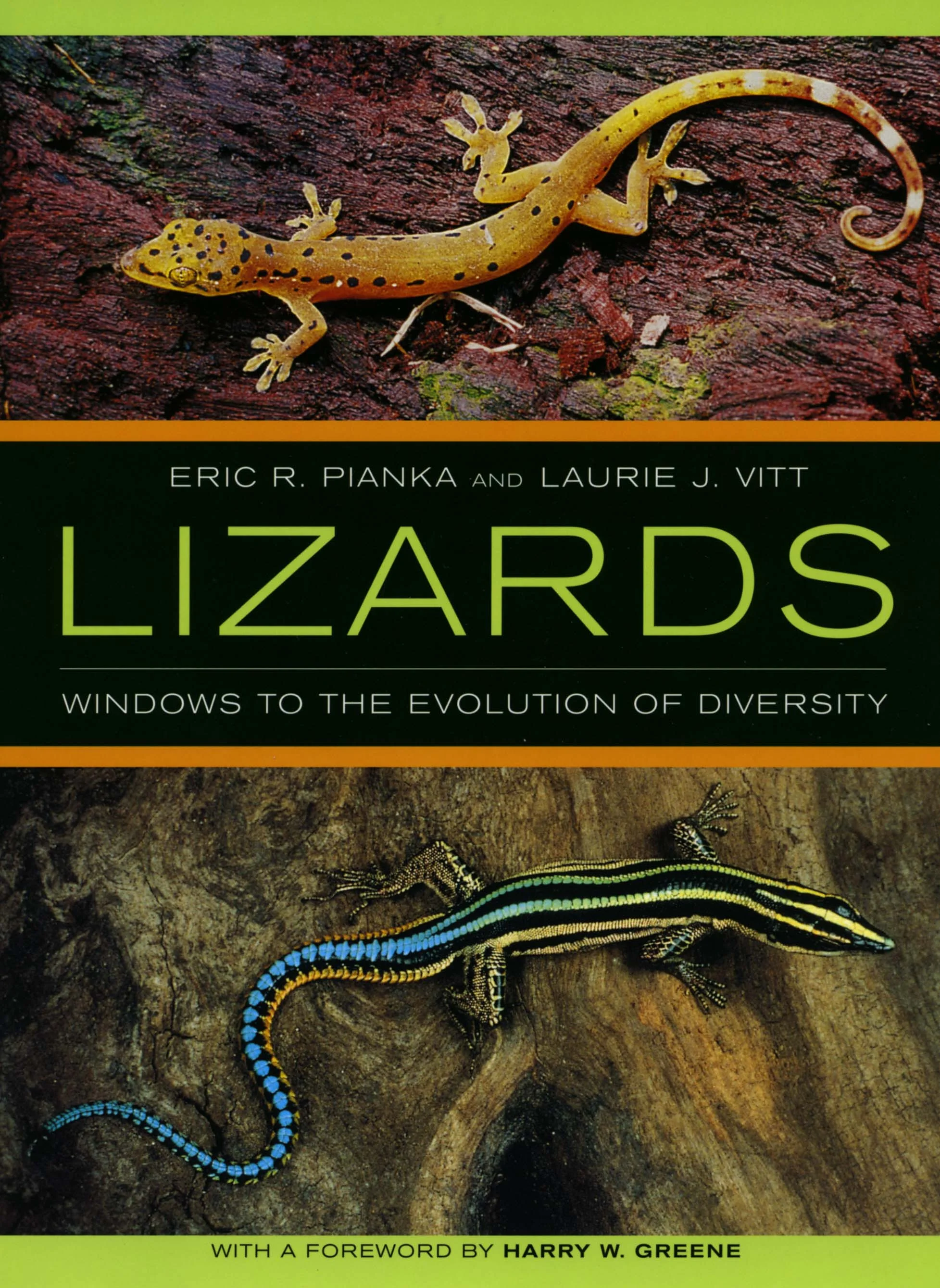 lizards.jpg