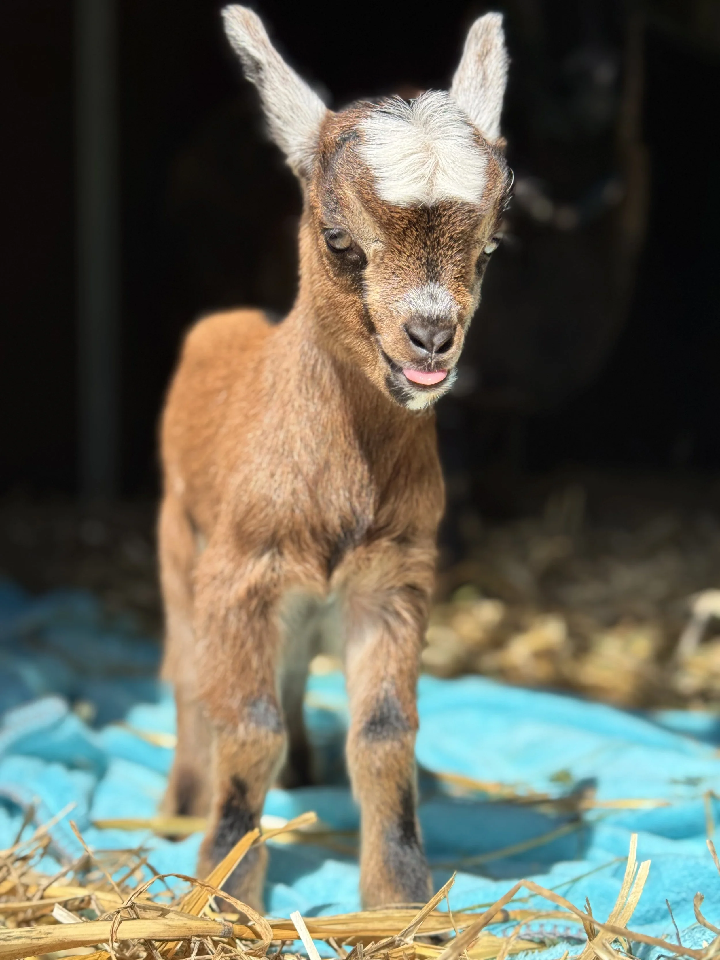 Cookie's Miracle: Welcoming Crumble and Apple