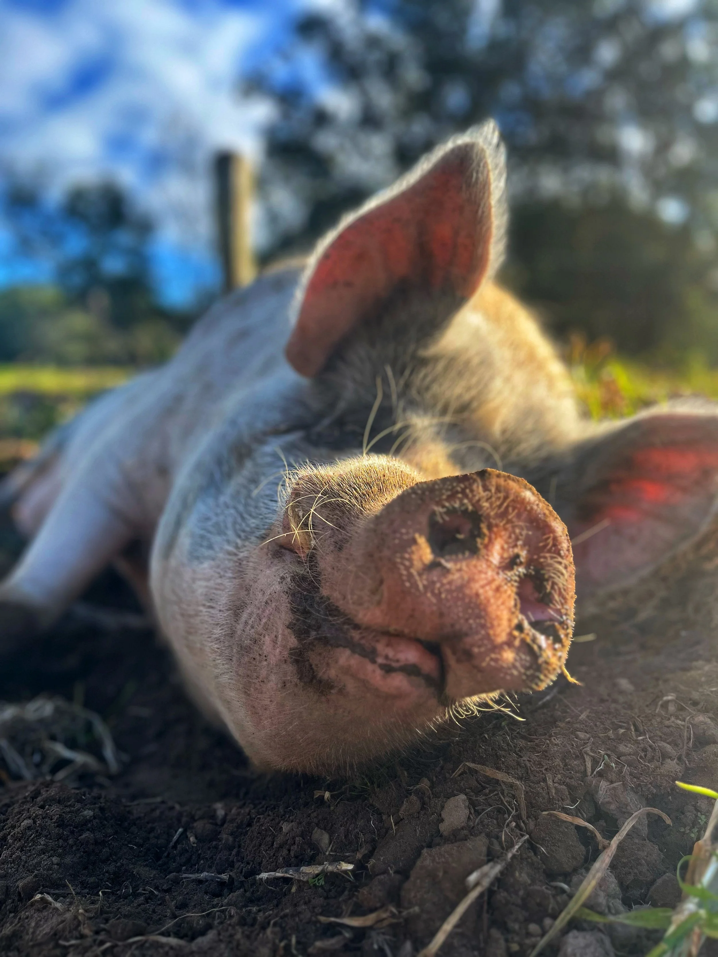 Sunday Turns 10 — A Heartfelt Celebration &amp; Fundraiser Success 🐷