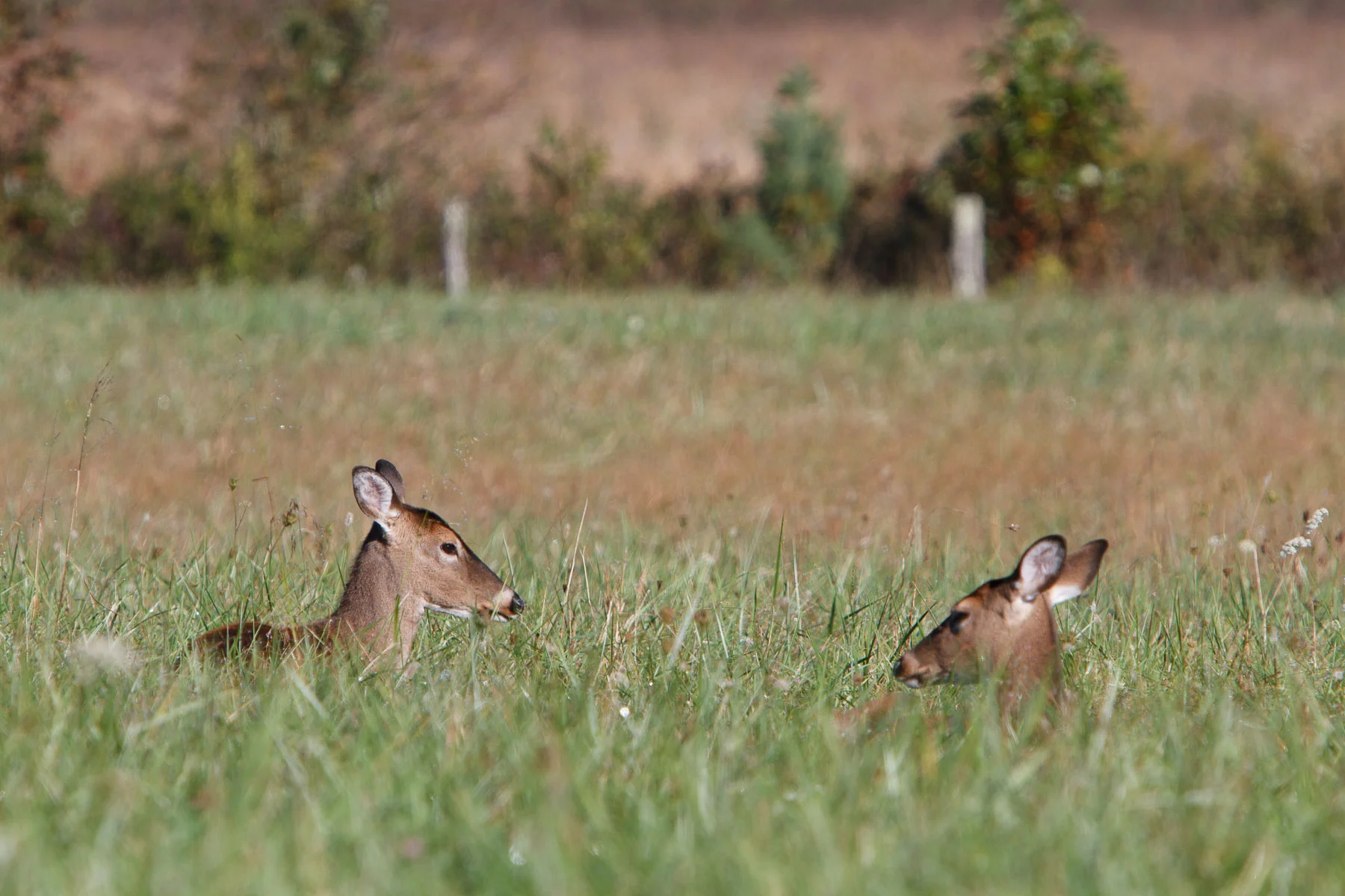 Wildlife-1.jpg