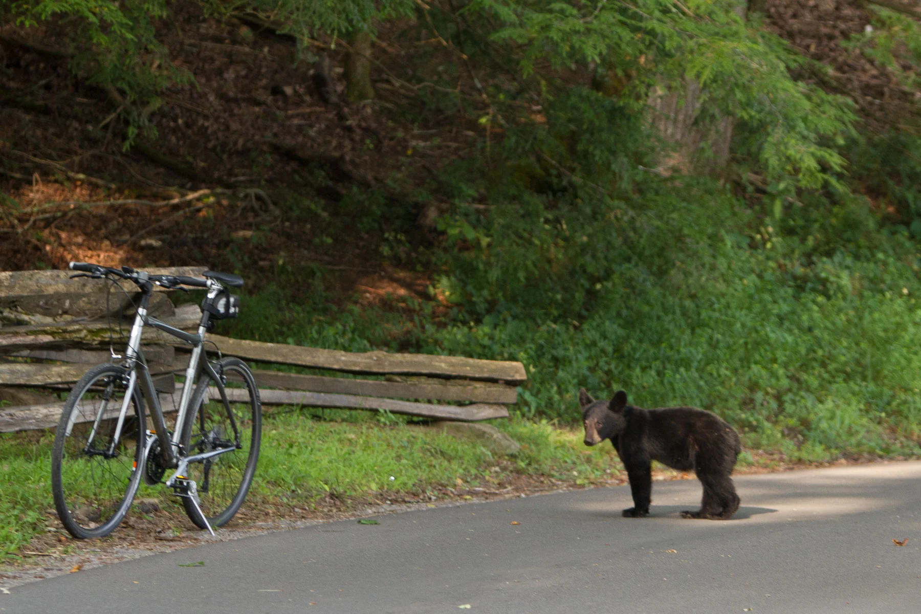 Wildlife-2.jpg