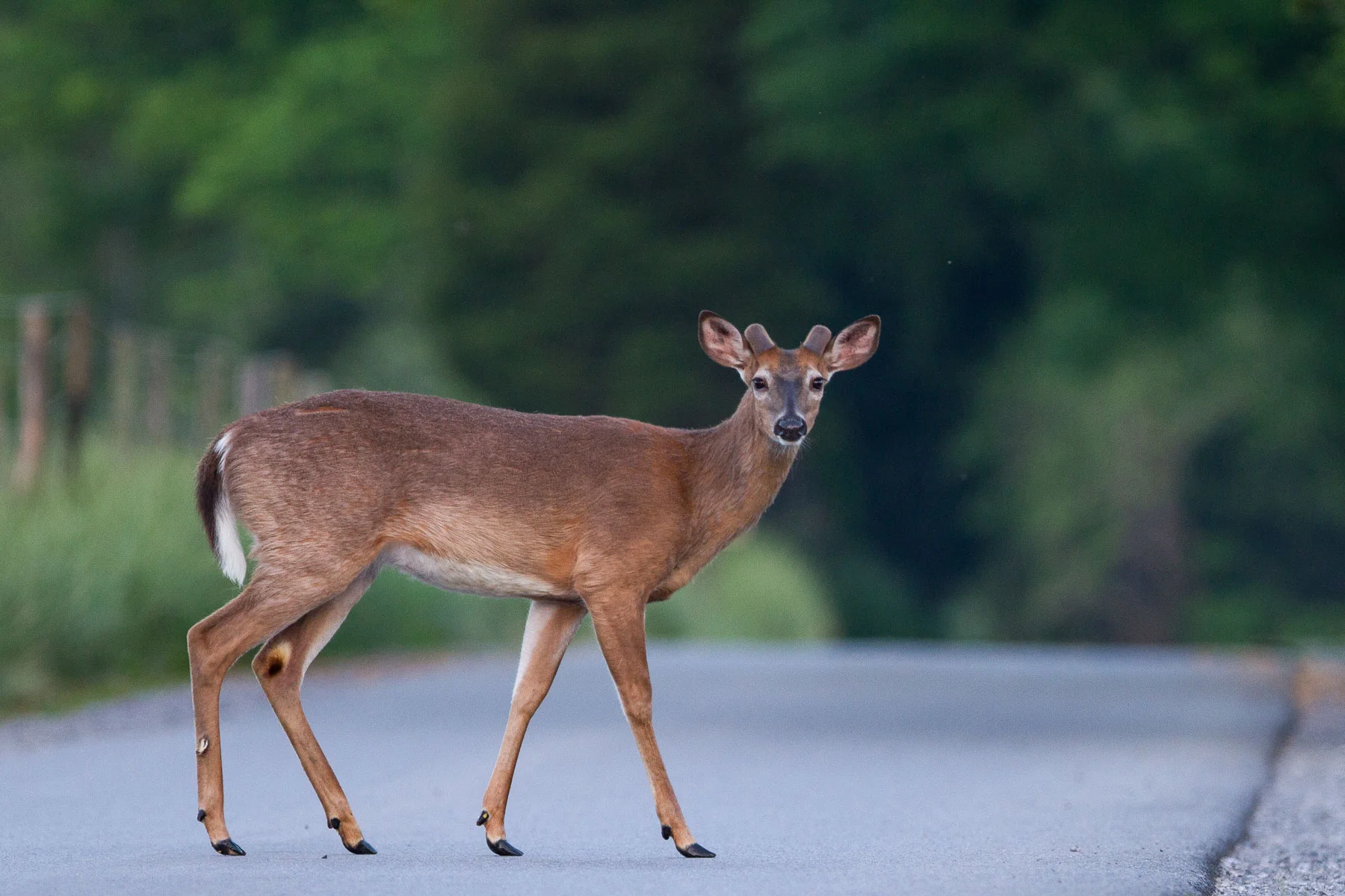Wildlife-4.jpg