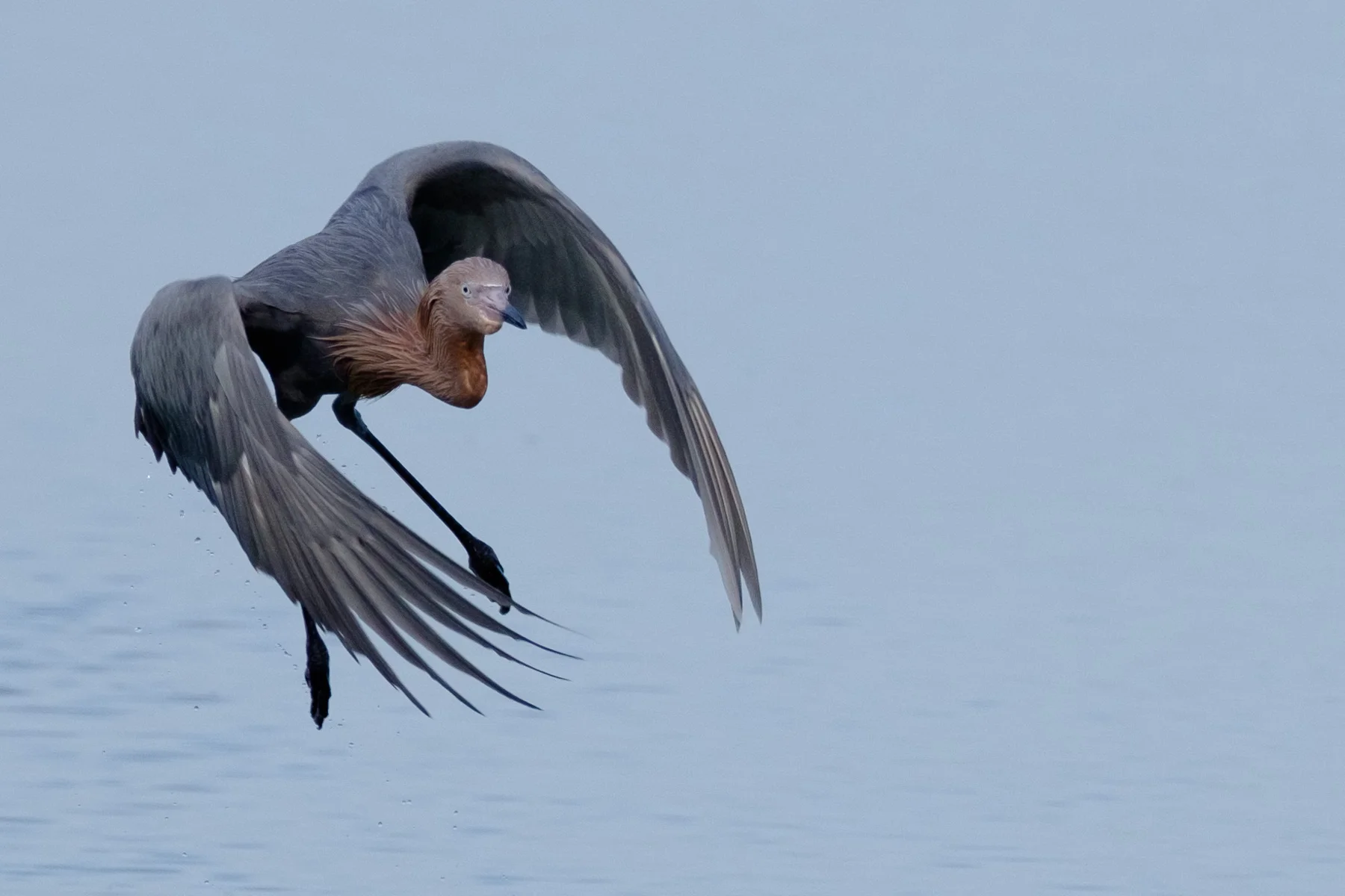 Wildlife-5.jpg