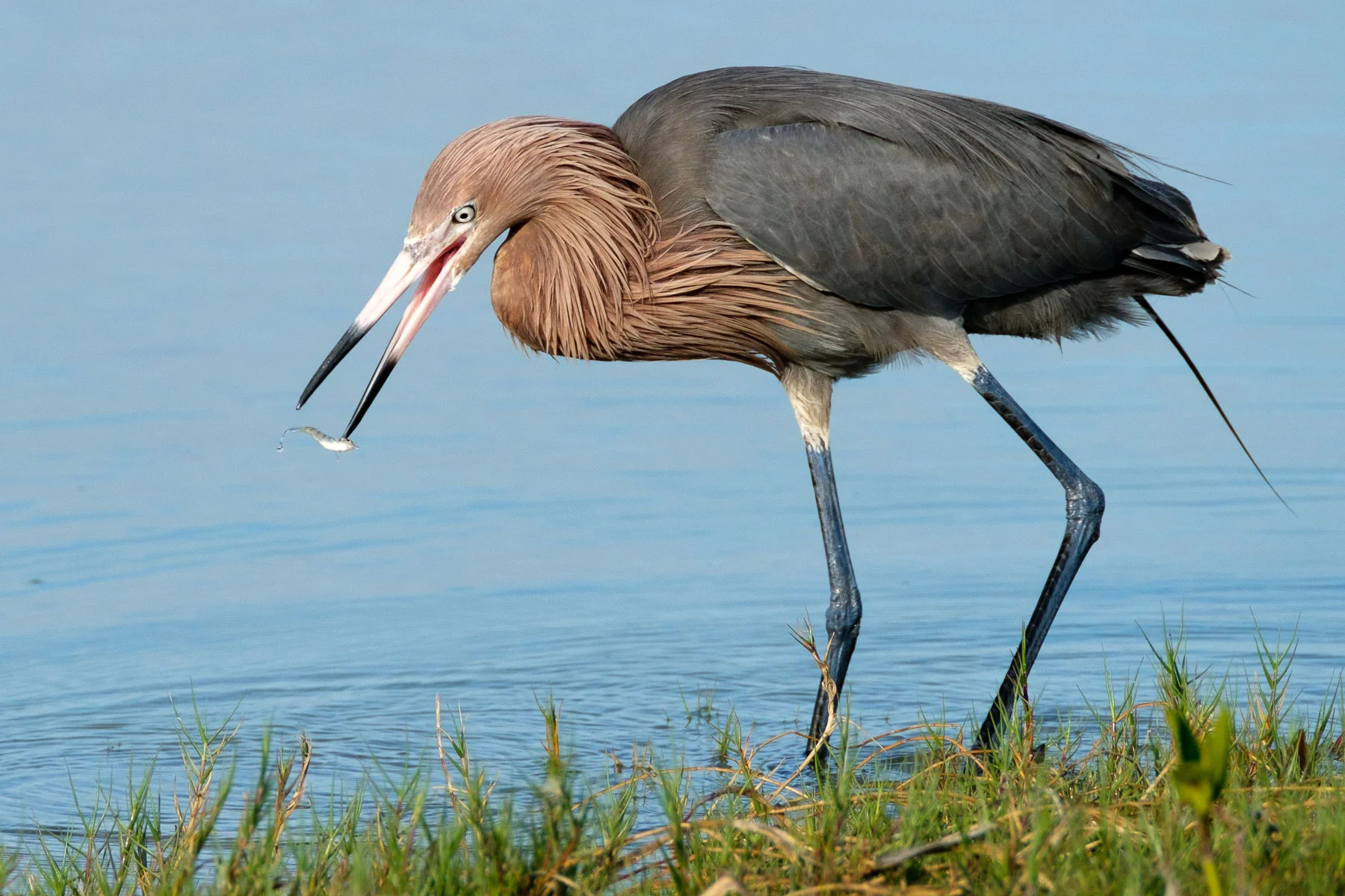 Wildlife-11.jpg