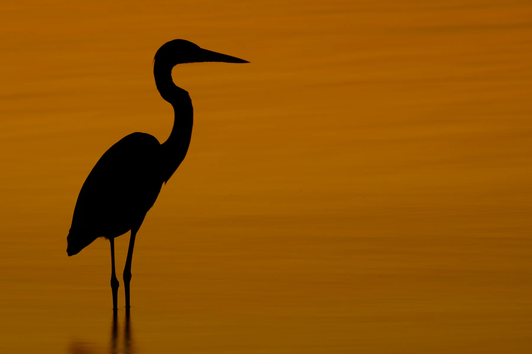 Wildlife-12.jpg