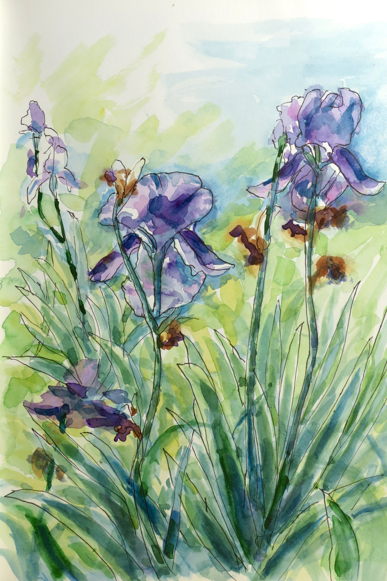 Irises at Weir Farm