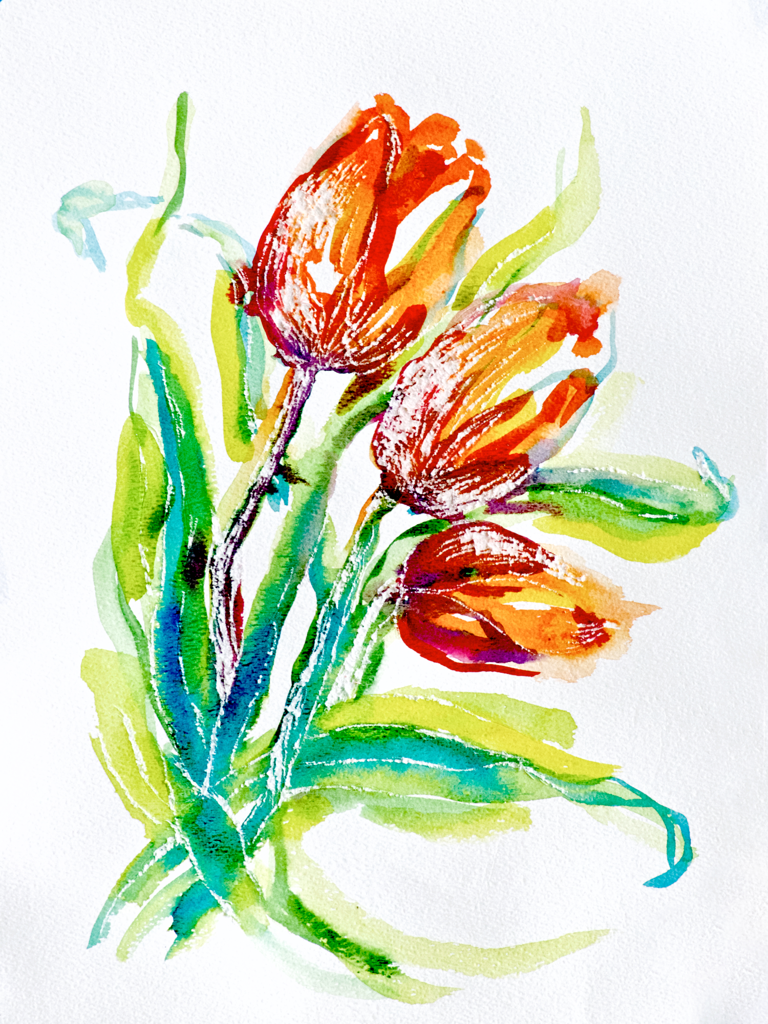 Orange Tulips Bowing