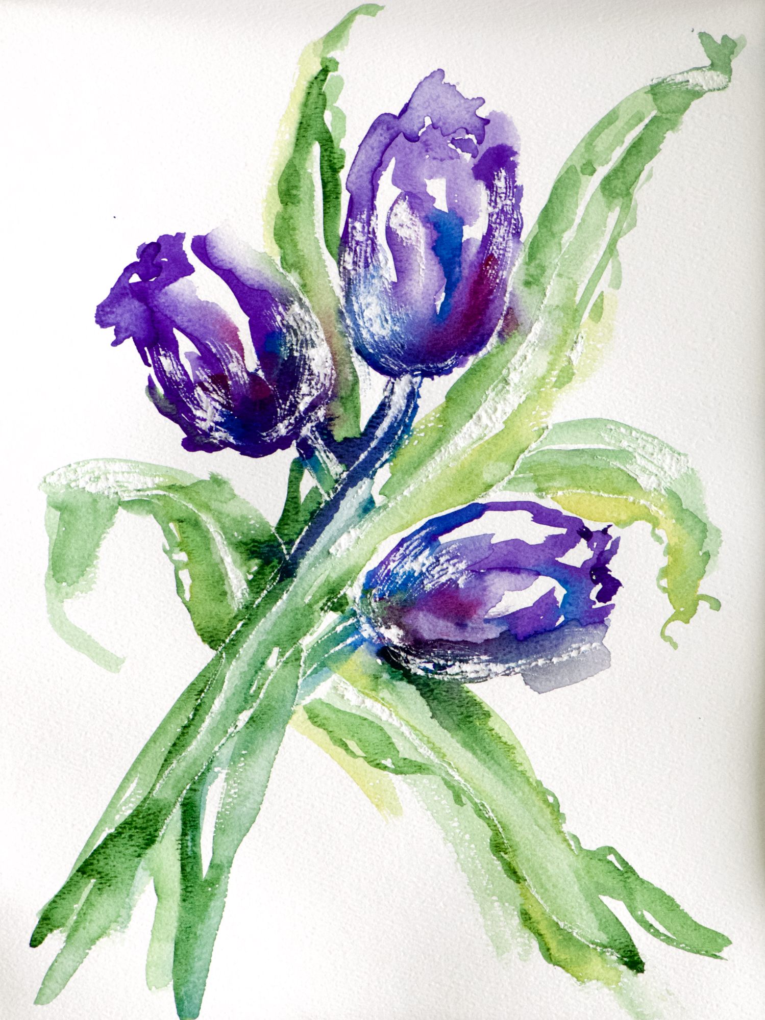 Purple Tulips Dancing