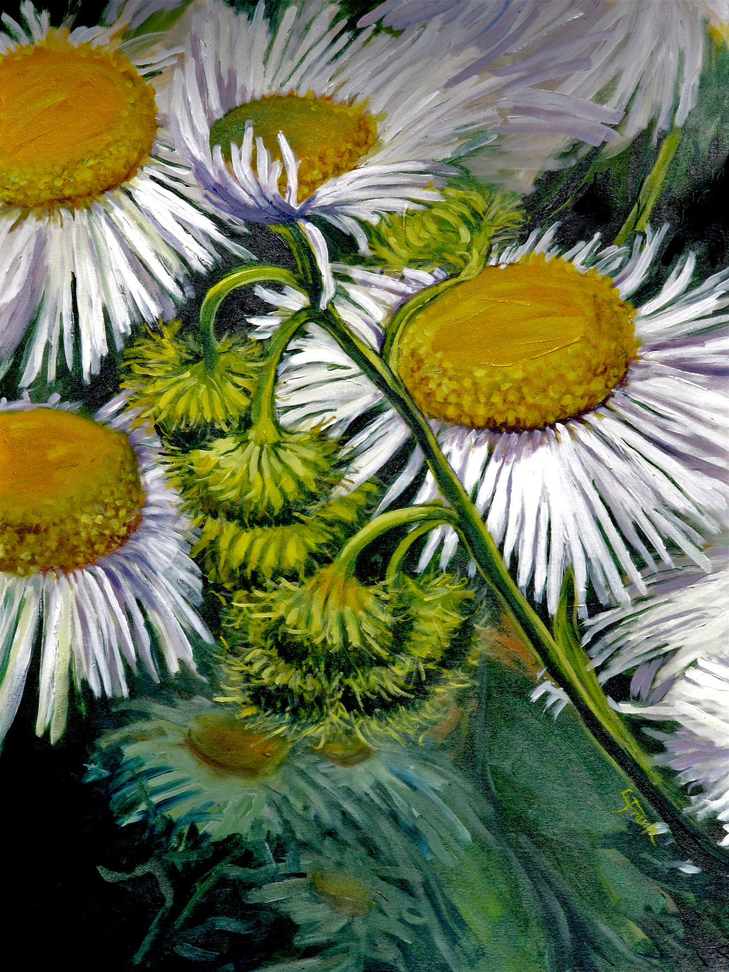 Wild Daisies, Outer Island