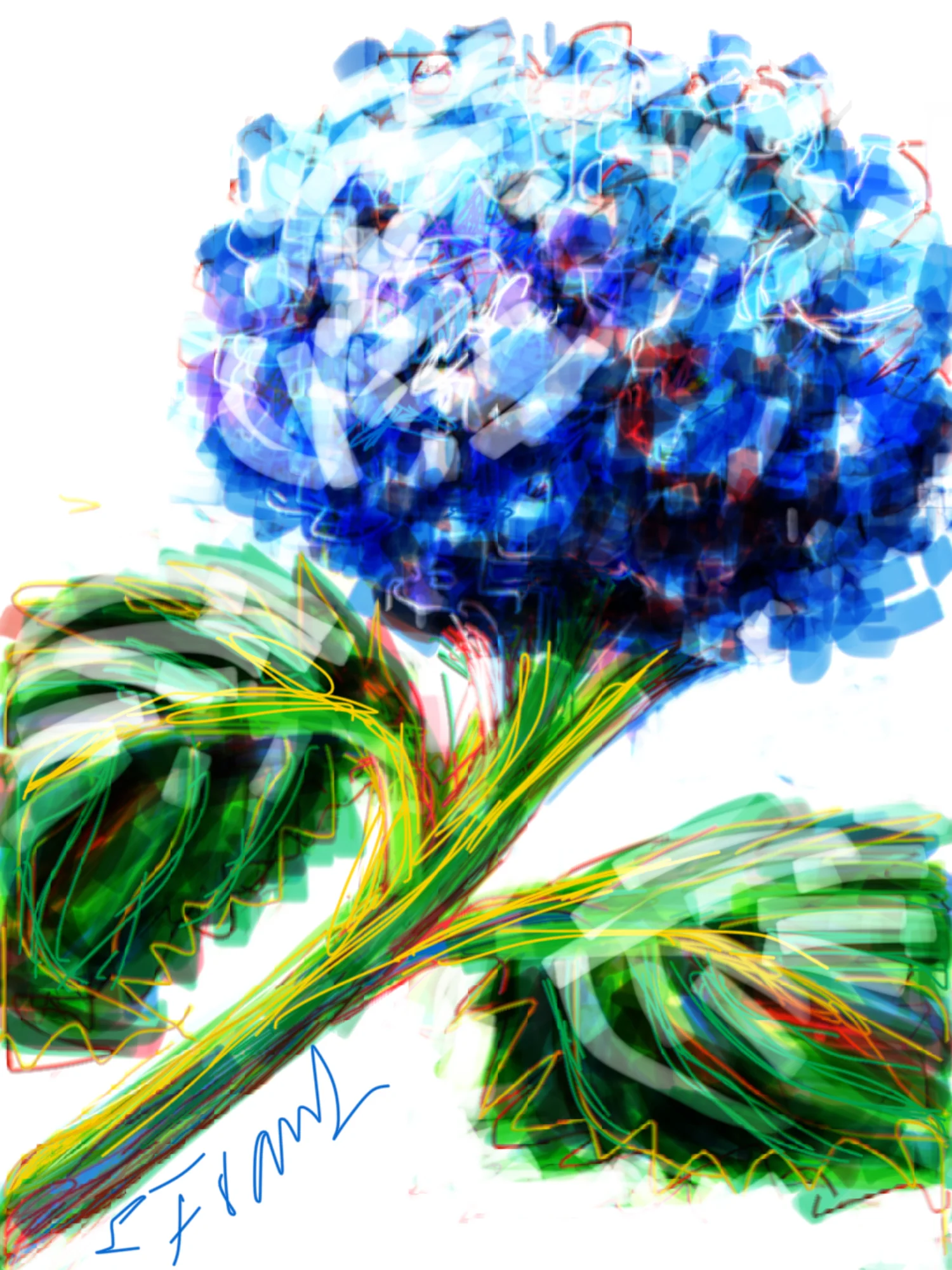Blue Hydrangea