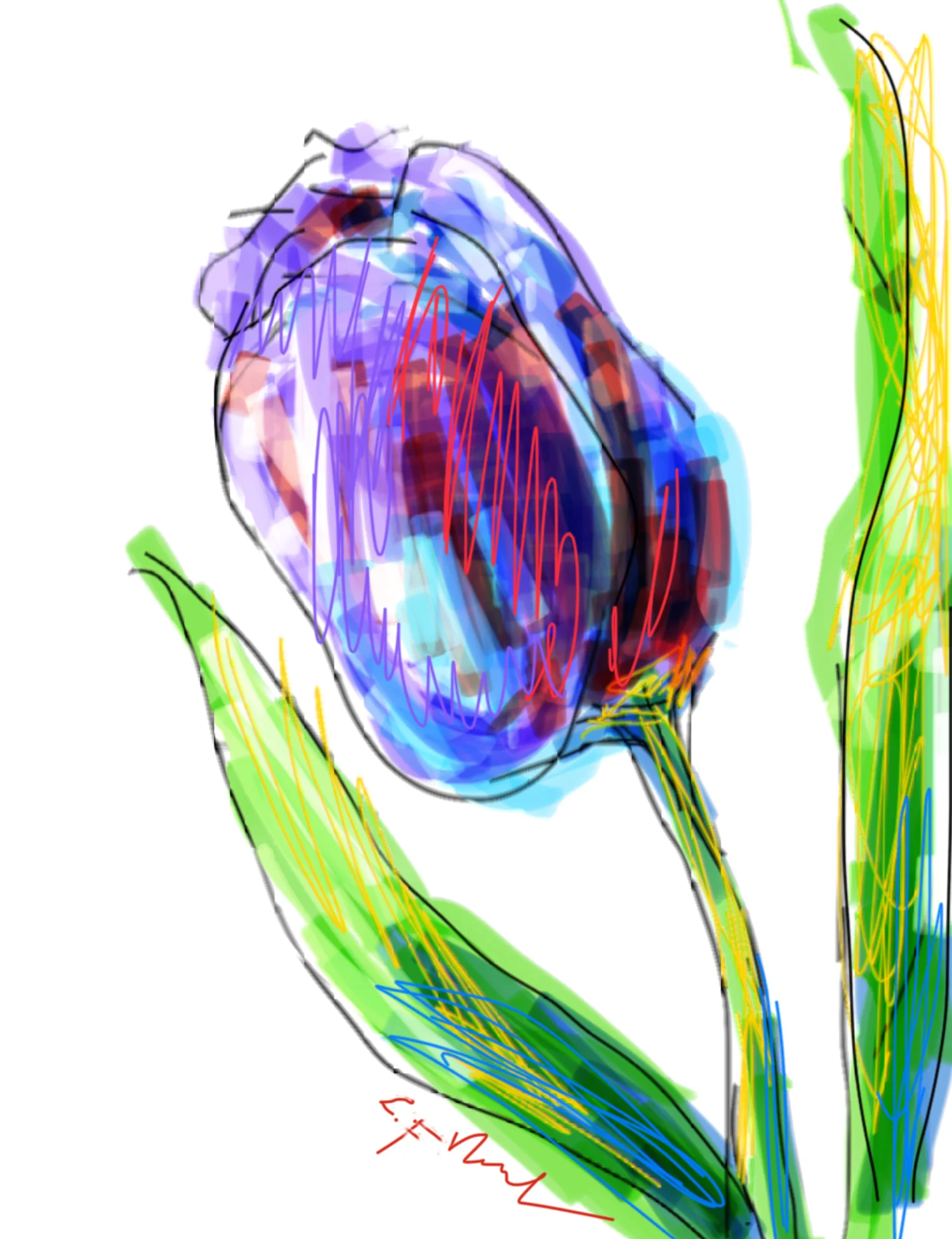 Purple Tulip
