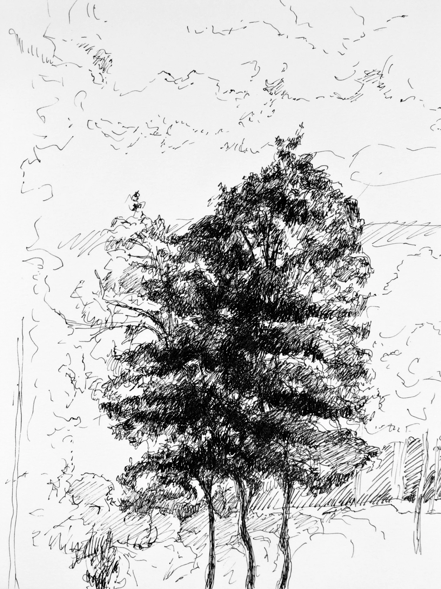 Trees at Longshore