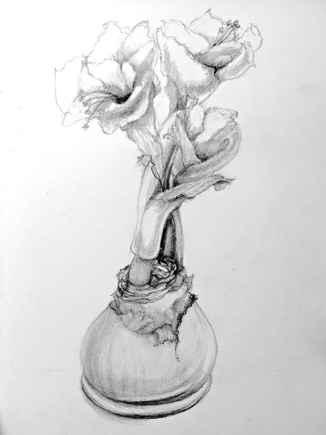 Amaryllis Bulb