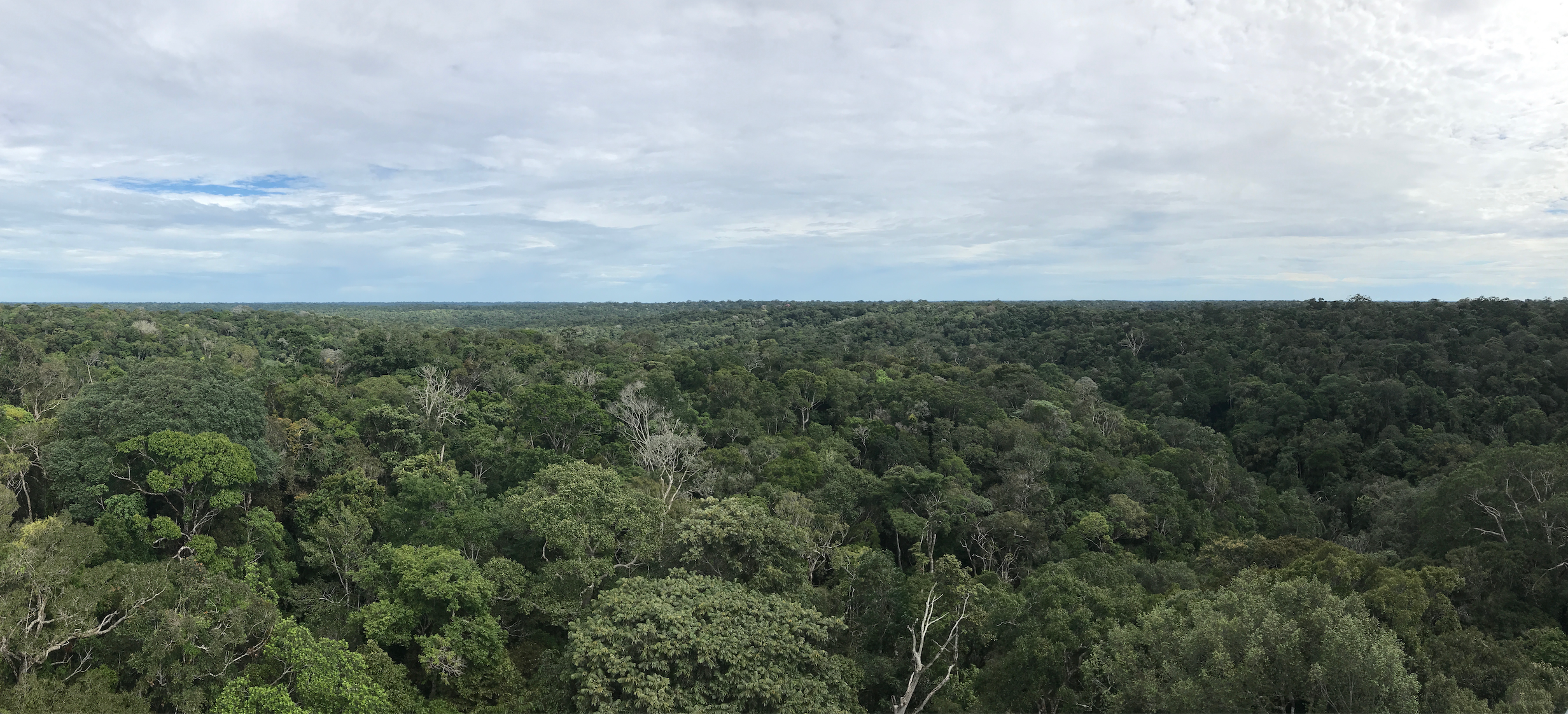 Manaus 2.png