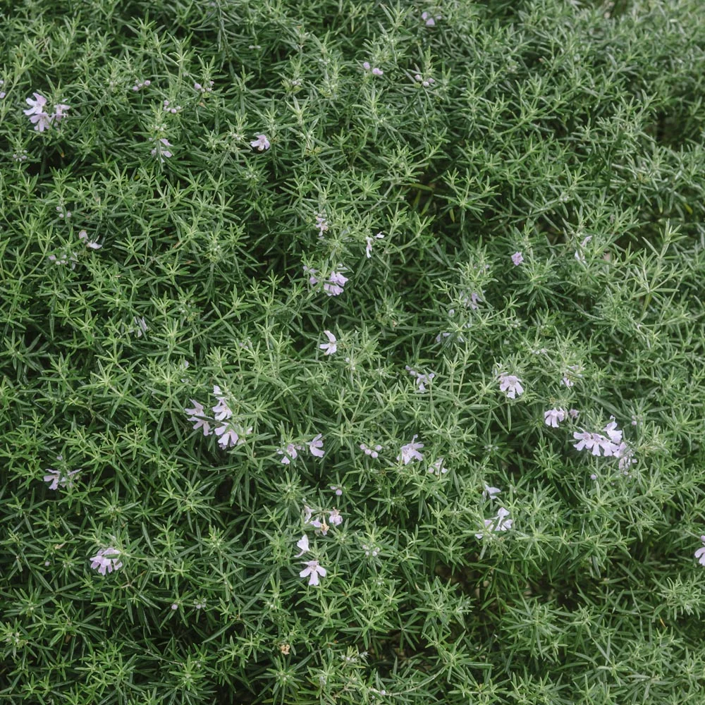 Native Informal Hedges