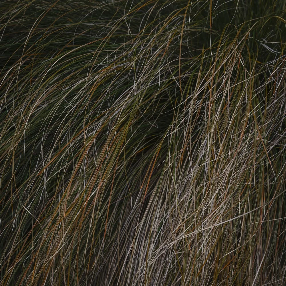 Native Grasses