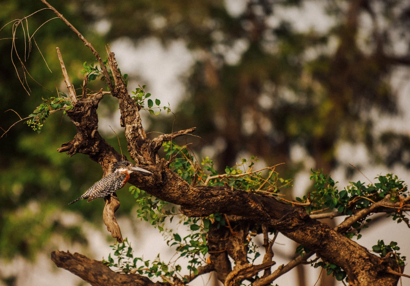 chobe national park, botswana, africa