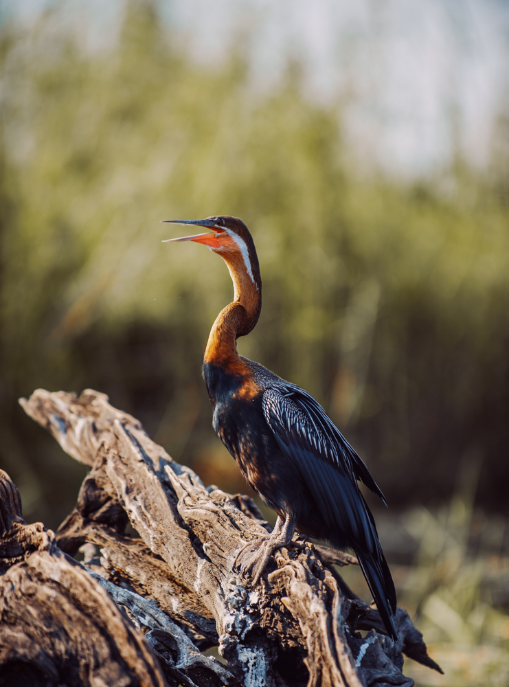 chobe national park, botswana, africa