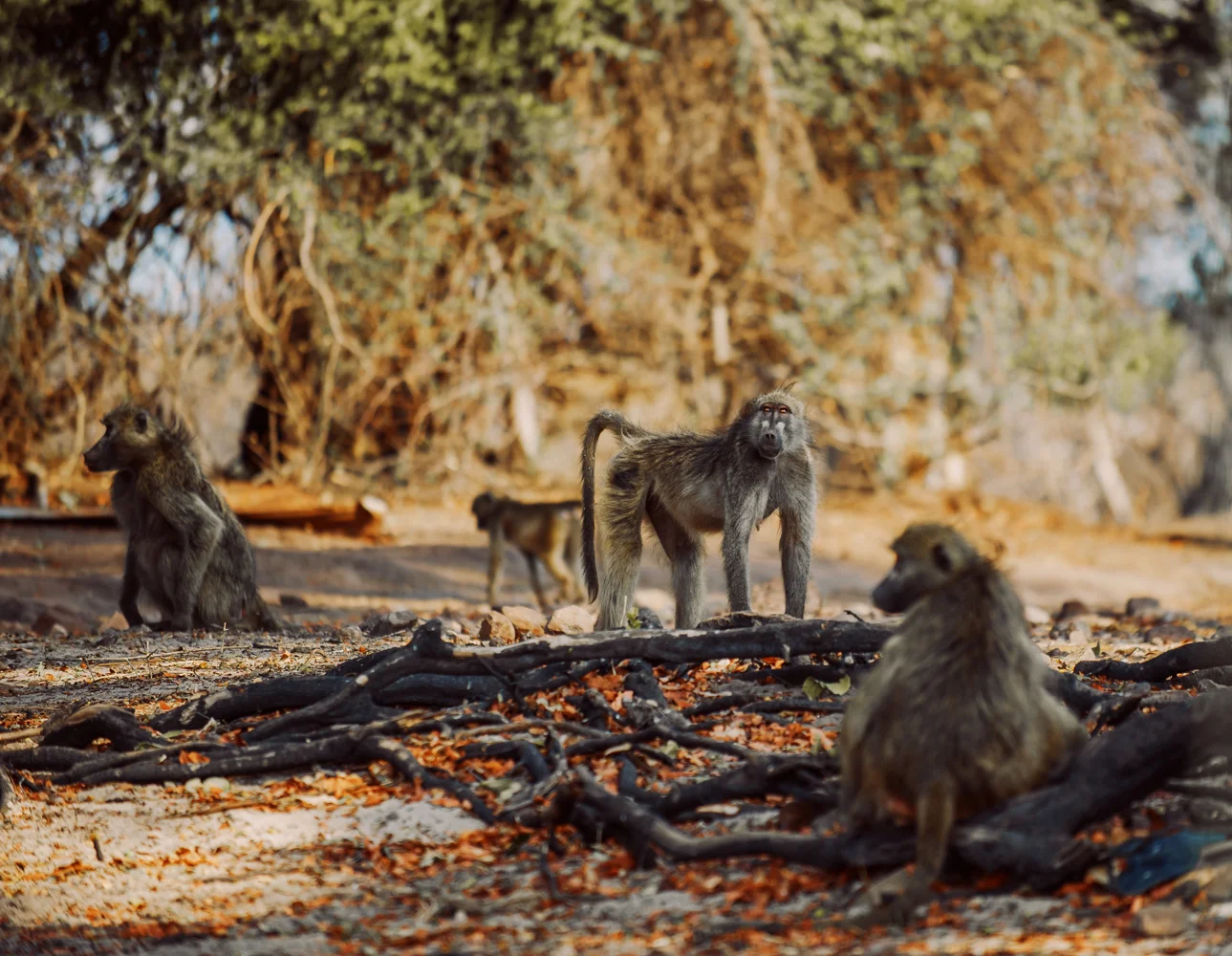 chobe national park, botswana, africa