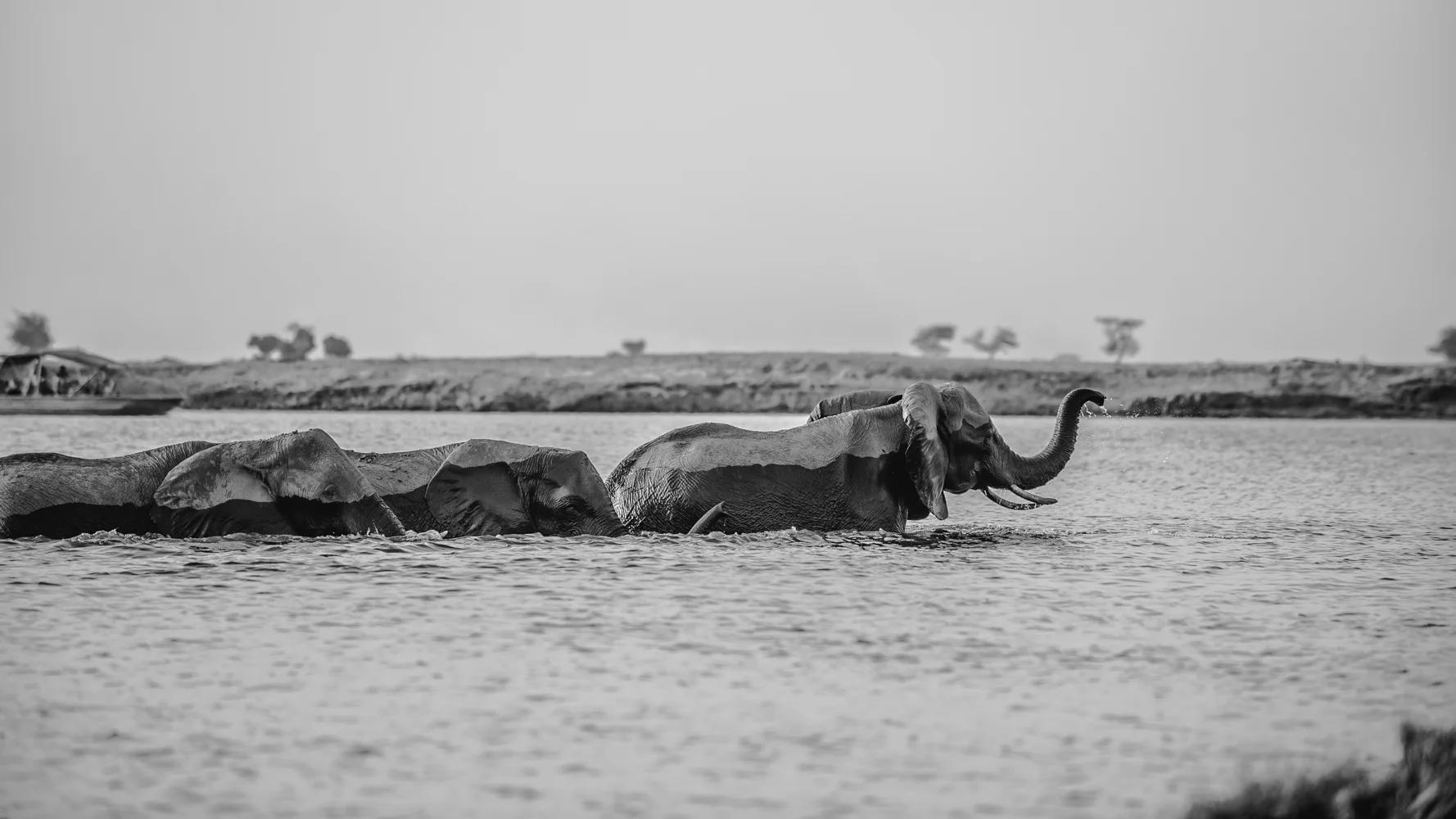 chobe national park, botswana, africa