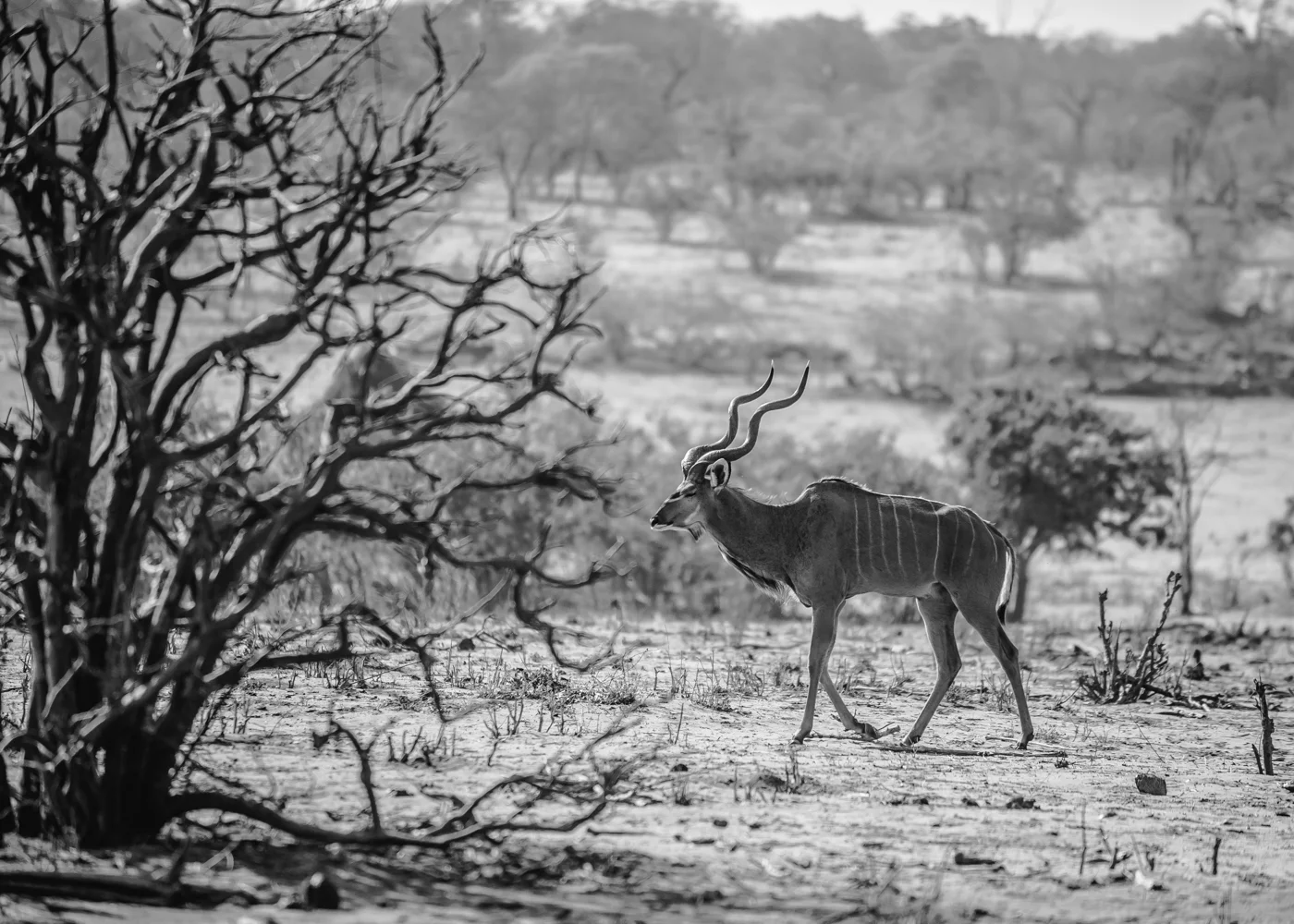 chobe national park, botswana, africa