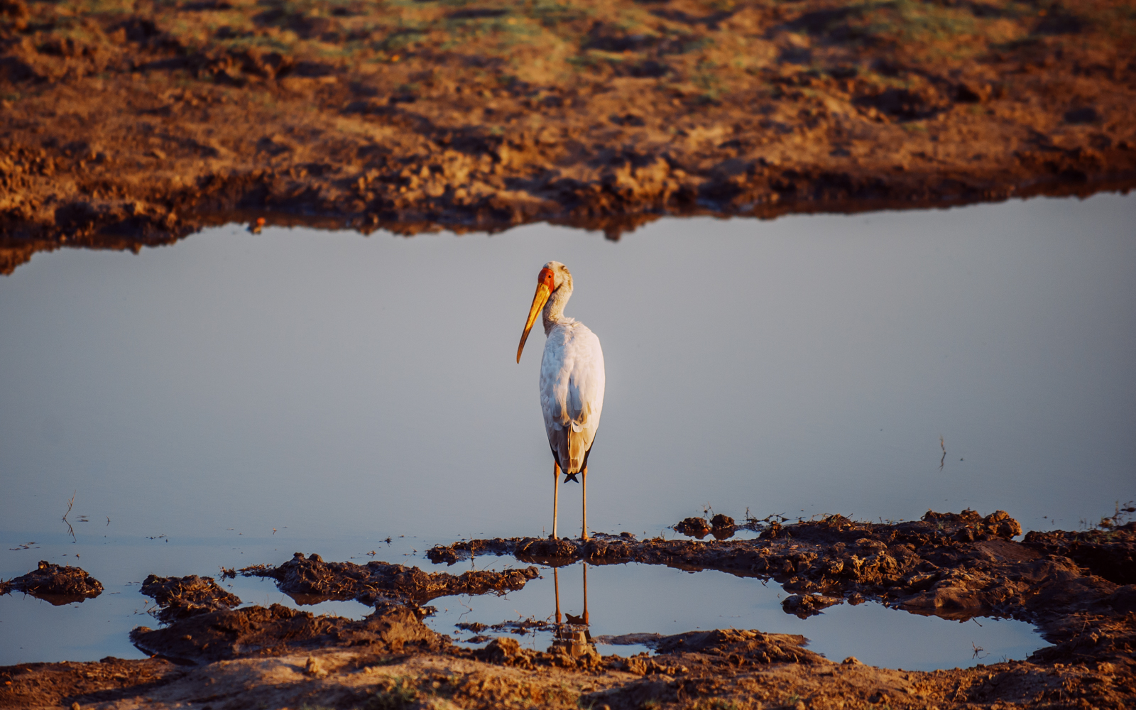 chobe national park, botswana, africa