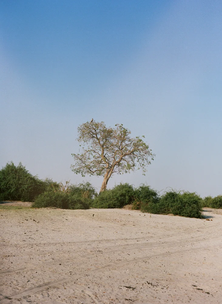 chobe national park, botswana, africa